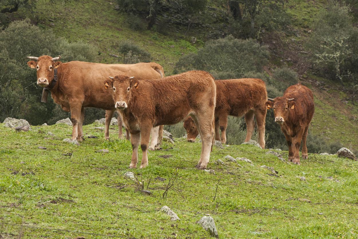 Cow Farmers in Devon